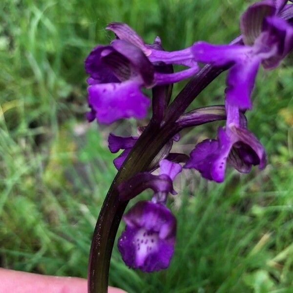 Anacamptis morio Цветок