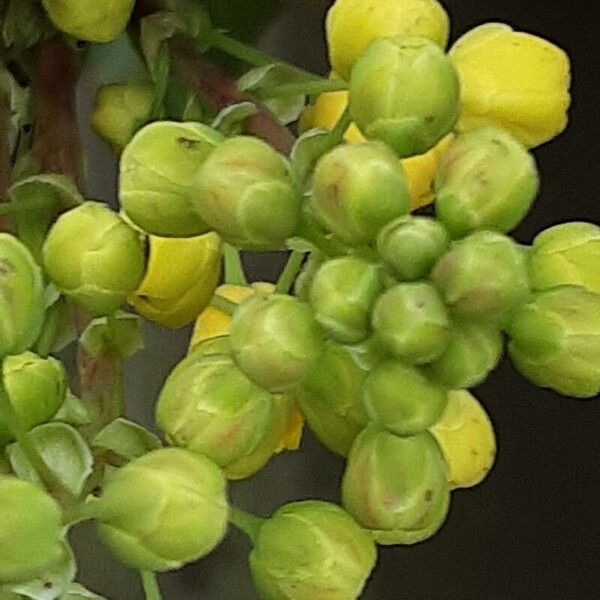 Berberis repens 花