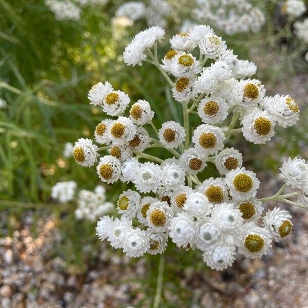 Anaphalis margaritacea Flower