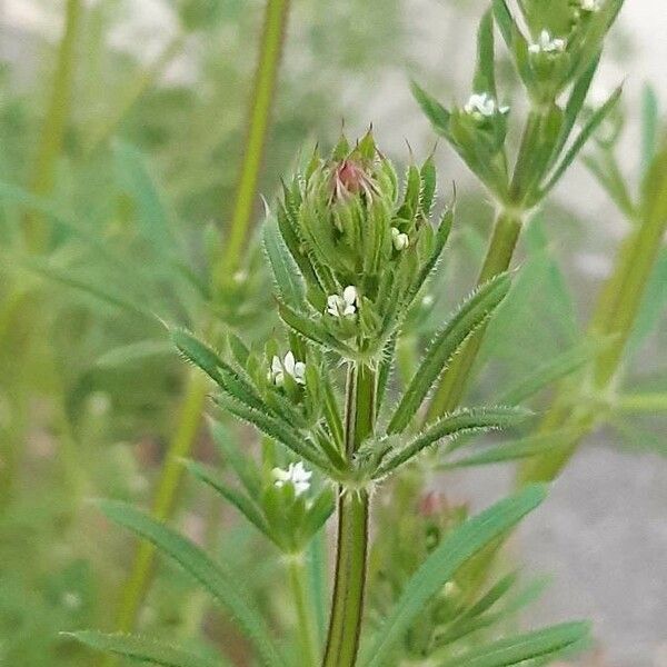 Galium aparine Fuelha