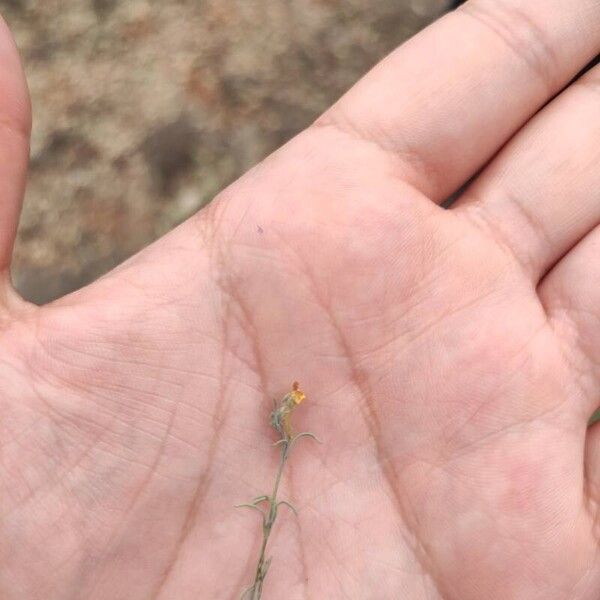 Linaria simplex Fulla