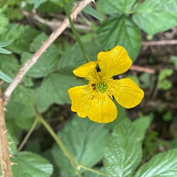 Ranunculus bulbosus 花