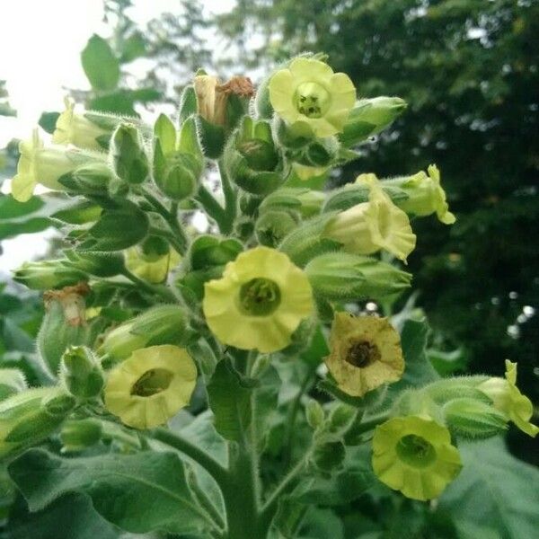 Nicotiana rustica Flower