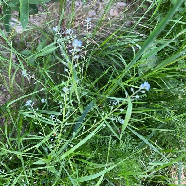 Myosotis arvensis Flor