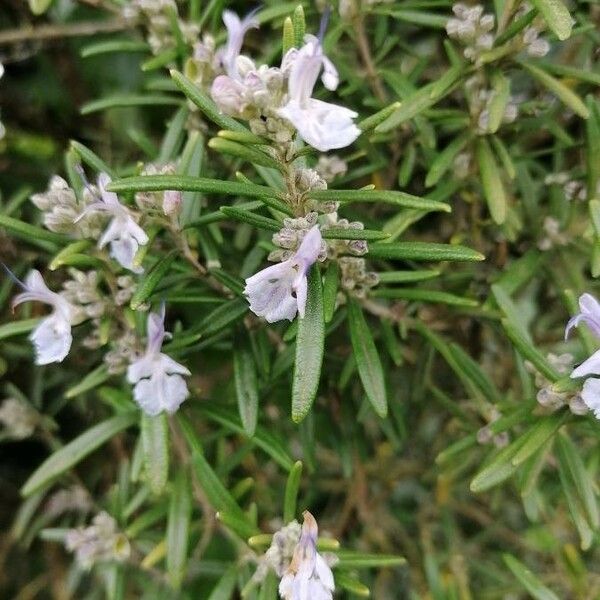 Salvia rosmarinus Fuelha