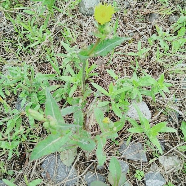 Lactuca canadensis Λουλούδι