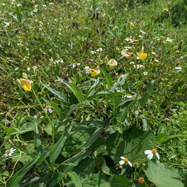 Vigna luteola Altro