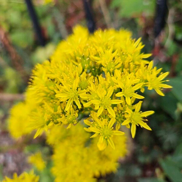 Petrosedum rupestre ফুল