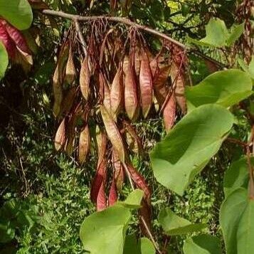 Cercis siliquastrum Plod