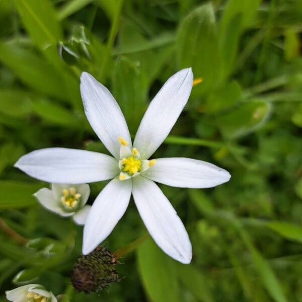 Ornithogalum divergens Kvet