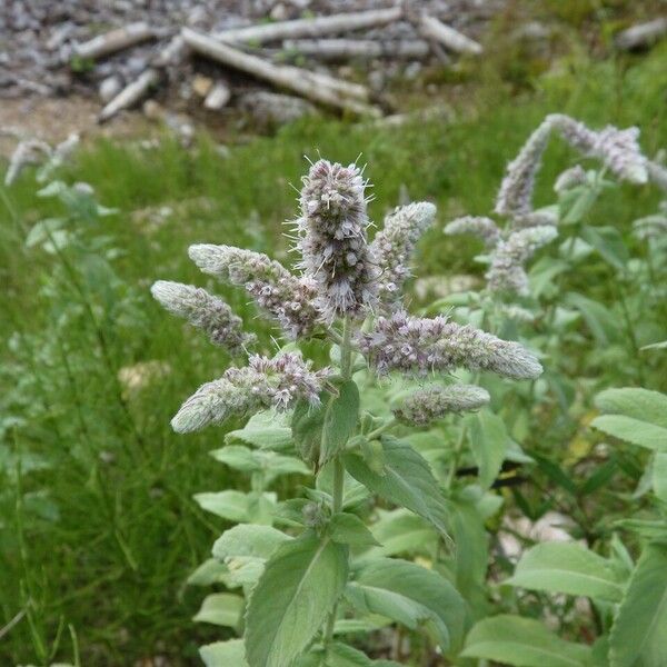 Mentha longifolia Flower