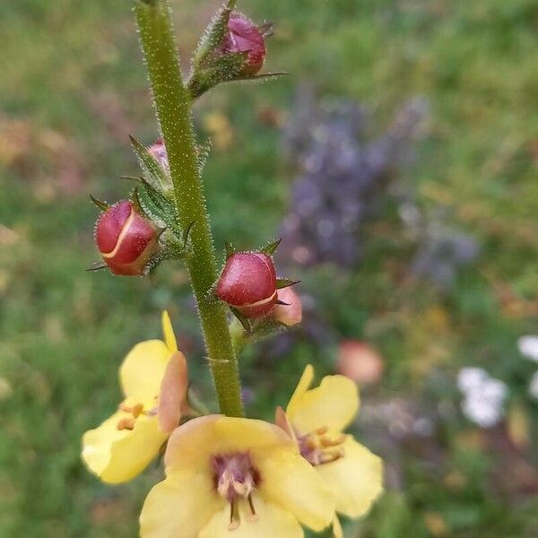 Verbascum blattaria Kukka