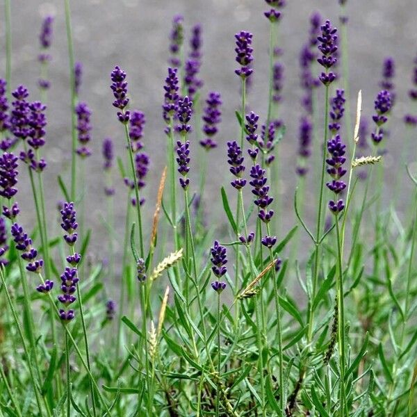 Lavandula angustifolia Habitus