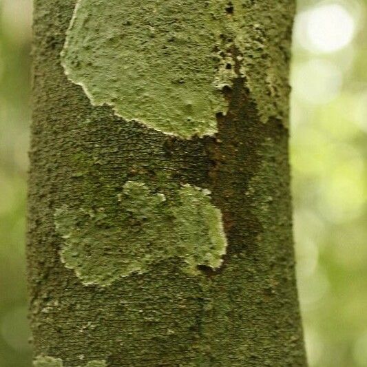 Lacmellea aculeata Bark