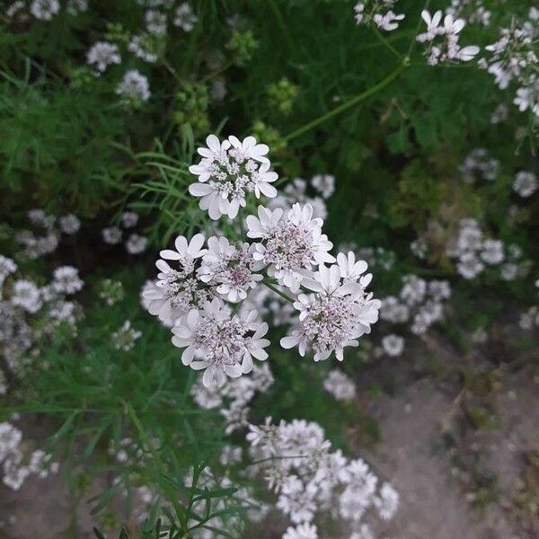 Cyclospermum leptophyllum Blodyn