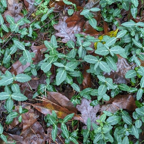 Euonymus fortunei Plante entière