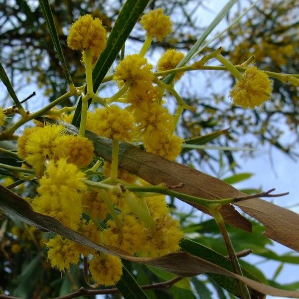 Acacia saligna Λουλούδι