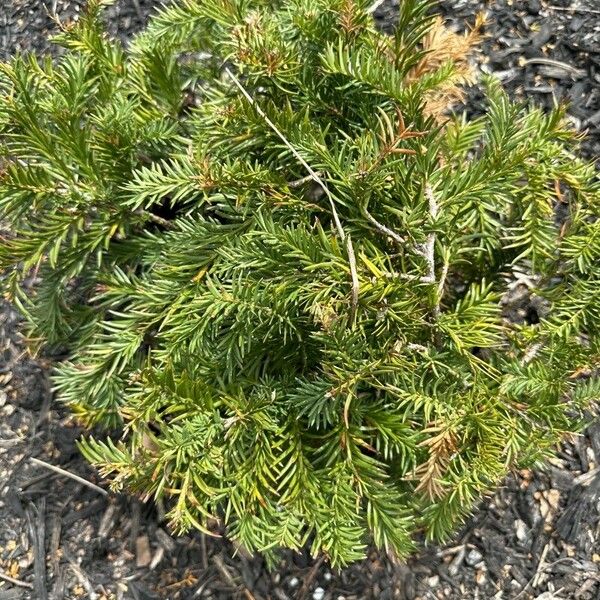 Juniperus virginiana Foglia