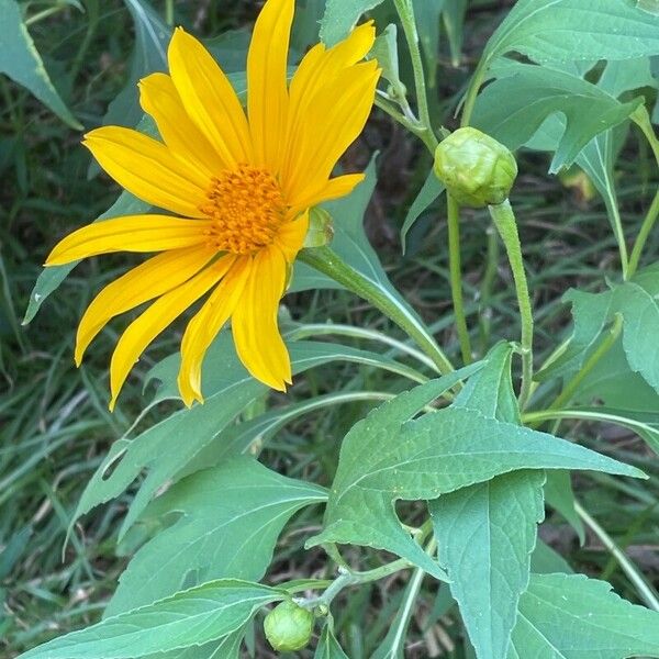 Tithonia diversifolia Flor