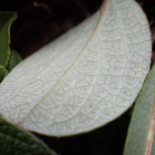 Salix reticulata Frunză