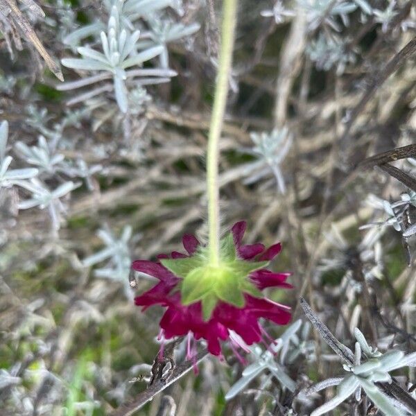 Knautia macedonica Bloem