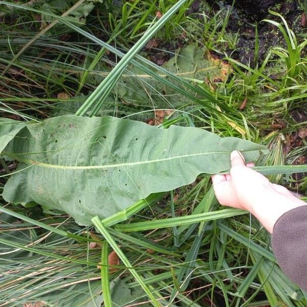 Rumex hydrolapathum Ліст