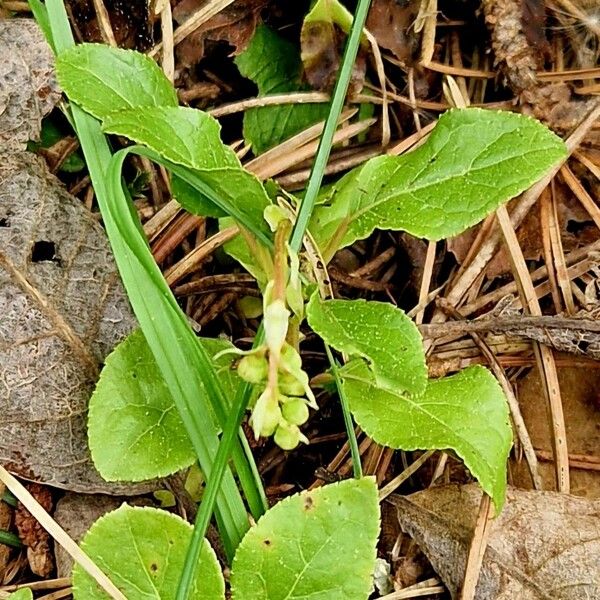 Orthilia secunda Hoja