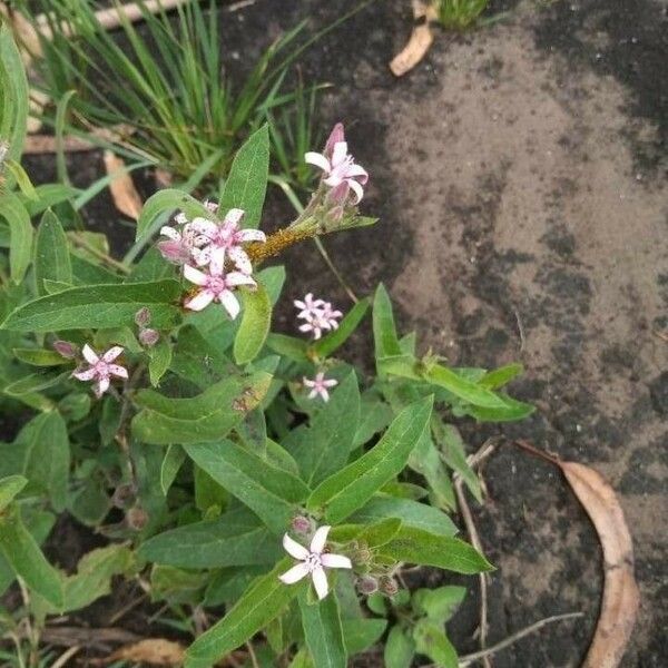 Oxypetalum solanoides Flor