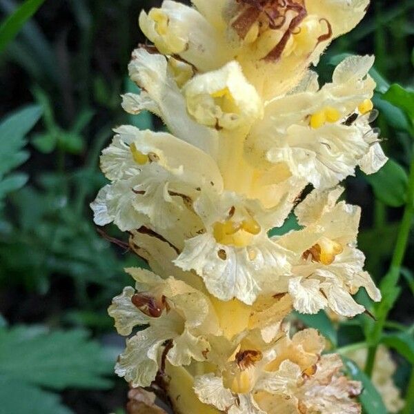 Orobanche lutea Žiedas