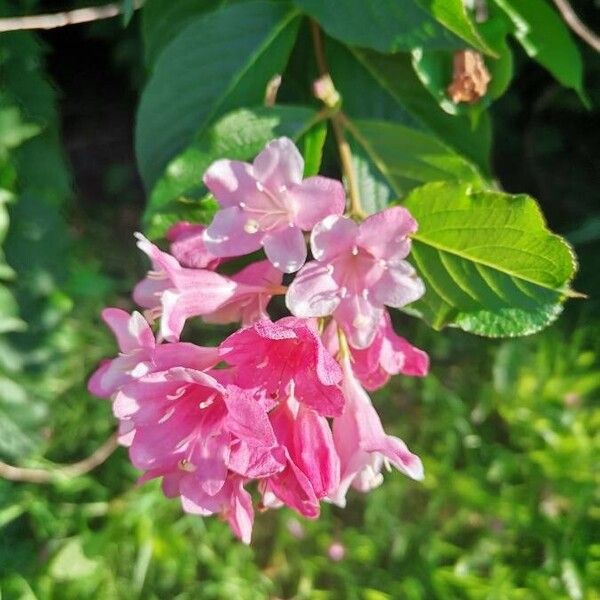 Weigela florida 花