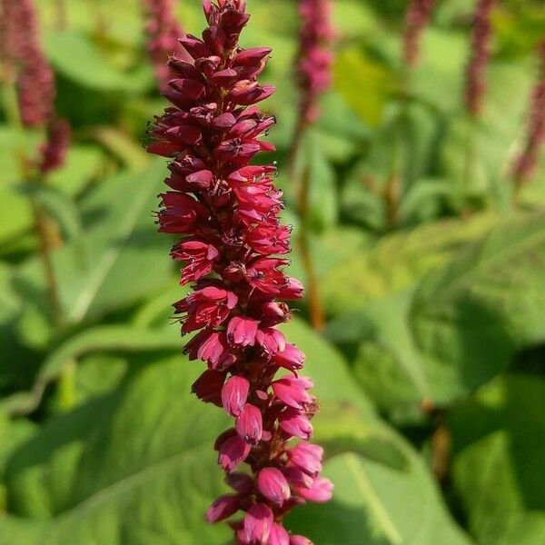 Persicaria orientalis Flower