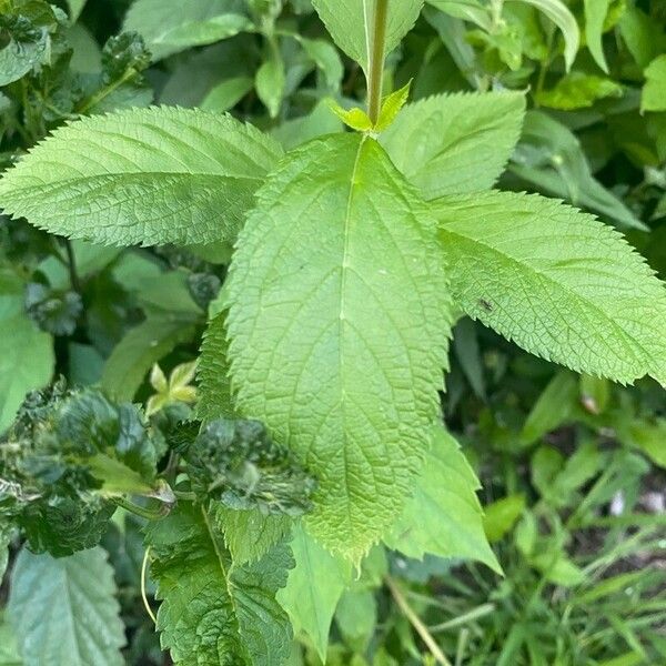 Teucrium canadense List