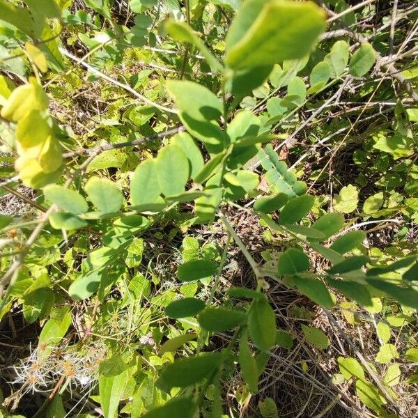 Colutea arborescens Blad