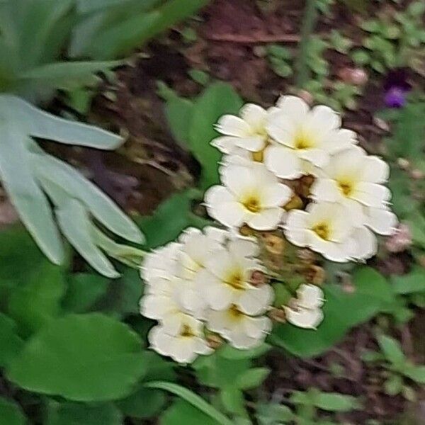 Mazus miquelii Flower