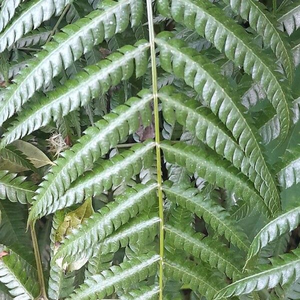 Pteris deflexa Feuille