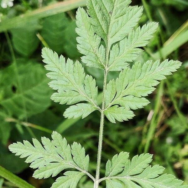 Torilis japonica Leaf