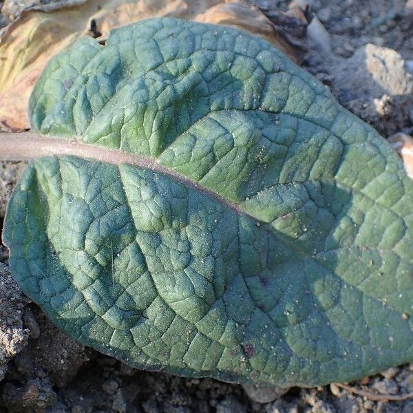 Verbascum phoeniceum 整株植物