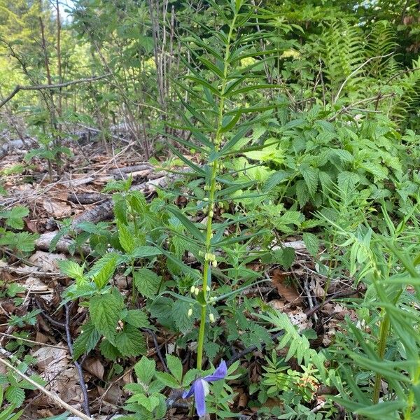 Polygonatum verticillatum പുഷ്പം