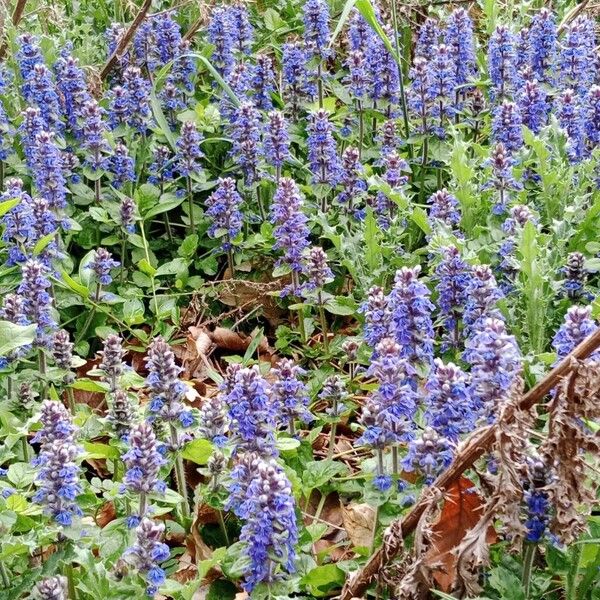 Ajuga genevensis Habit