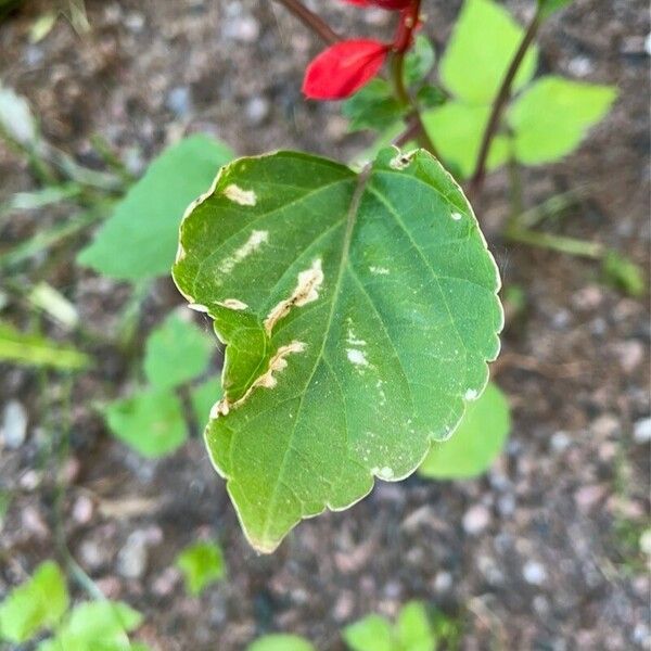 Salvia splendens Blatt