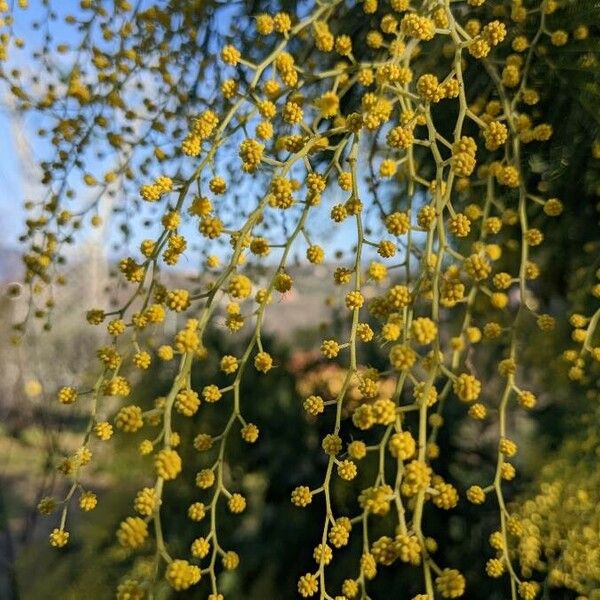 Acacia dealbata Цвят