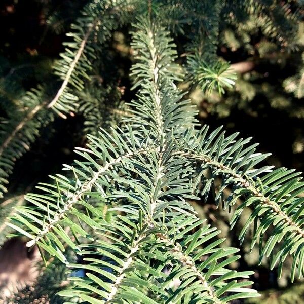 Abies cephalonica Blatt