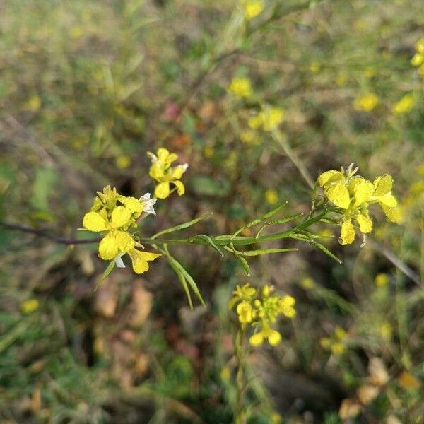 Hirschfeldia incana Λουλούδι