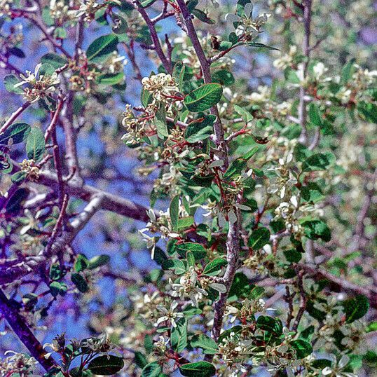 Amelanchier utahensis 花