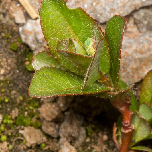 Salix herbacea برگ