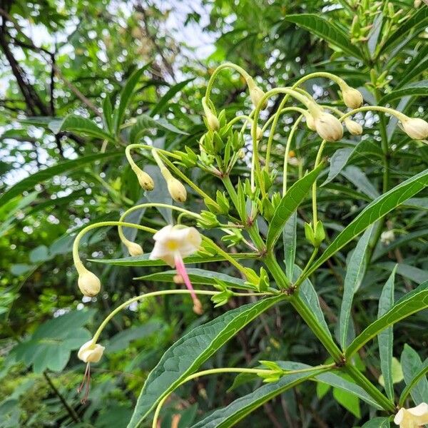 Clerodendrum indicum 花