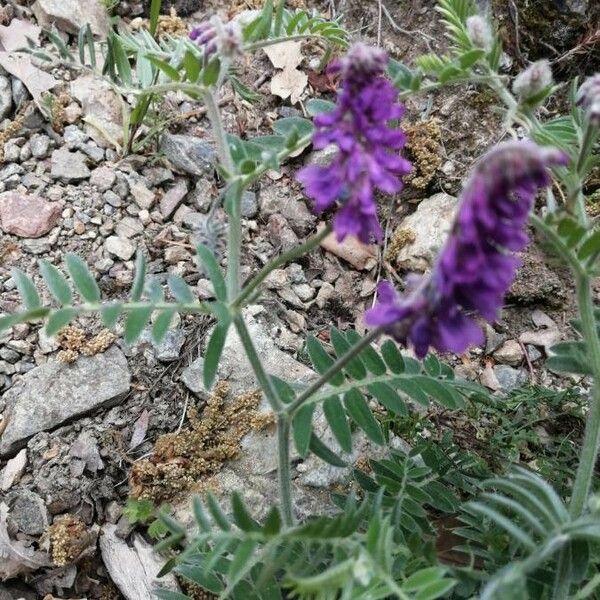 Vicia incana Drugo