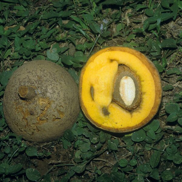 Mammea americana Fruit