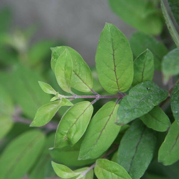 Fuchsia spp. Leaf