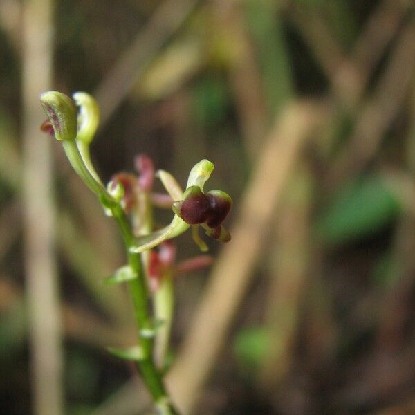 Liparis nervosa Blomma